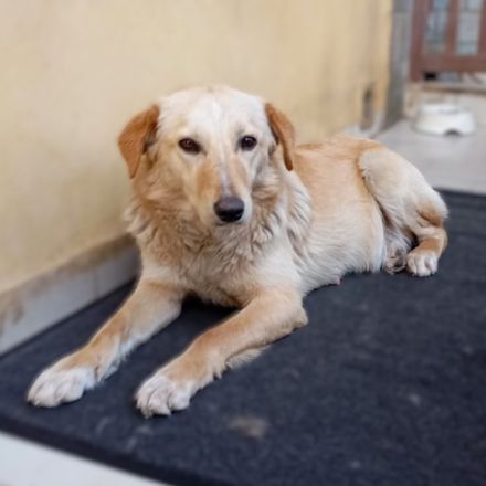 Junghündin Felice / derzeit noch in Griechenland