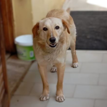 Junghündin Felice / derzeit noch in Griechenland