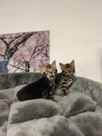 Reinrassige Bengal Kitten mit Stammbaum
