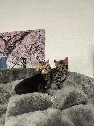 Reinrassige Bengal Kitten mit Stammbaum