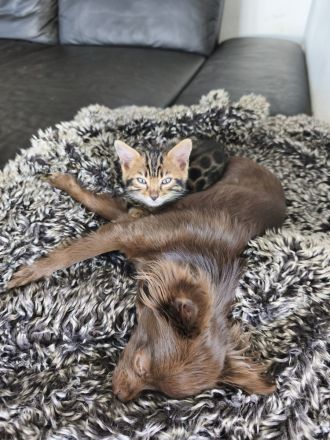 Reinrassige Bengal Kitten mit Stammbaum