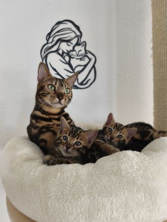 Reinrassige Bengal Kitten mit Stammbaum