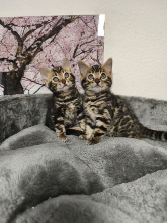 Reinrassige Bengal Kitten mit Stammbaum