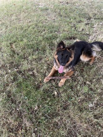 Reinrassige Deutsche Schäferhundwelpen sind abgabebereit