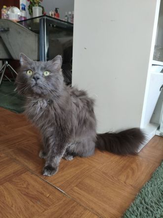 Einzigartiger blauer Nebelung Kater
