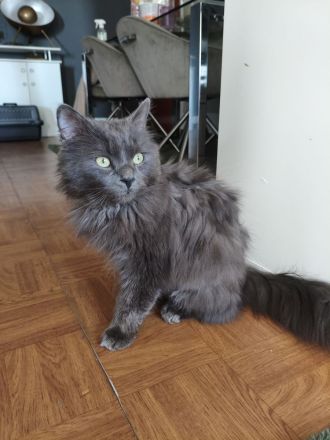 Einzigartiger blauer Nebelung Kater