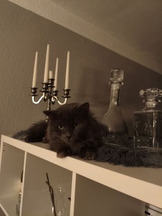 Einzigartiger blauer Nebelung Kater