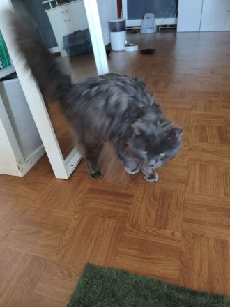 Einzigartiger blauer Nebelung Kater