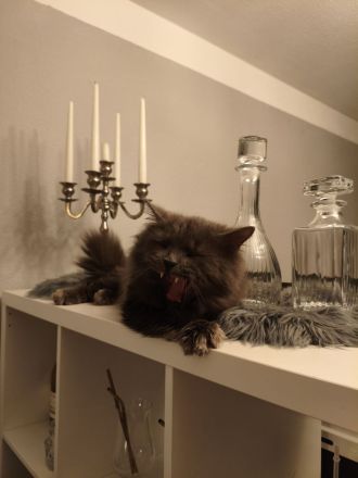 Einzigartiger blauer Nebelung Kater