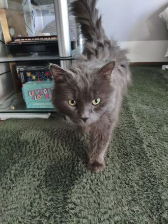 Einzigartiger blauer Nebelung Kater