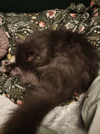 Einzigartiger blauer Nebelung Kater