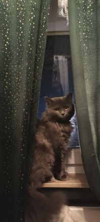 Einzigartiger blauer Nebelung Kater