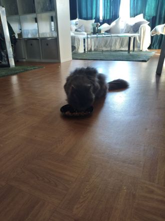 Einzigartiger blauer Nebelung Kater