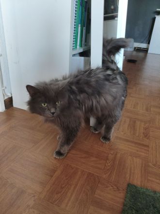 Einzigartiger blauer Nebelung Kater