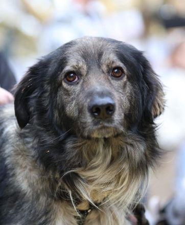 Ein großes Herz namens Sam