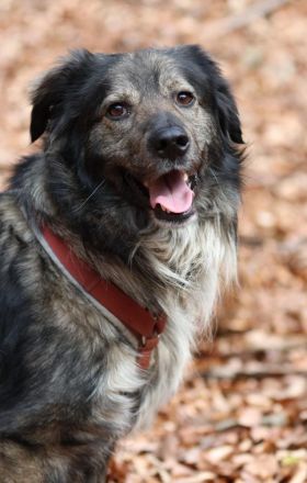 Ein großes Herz namens Sam