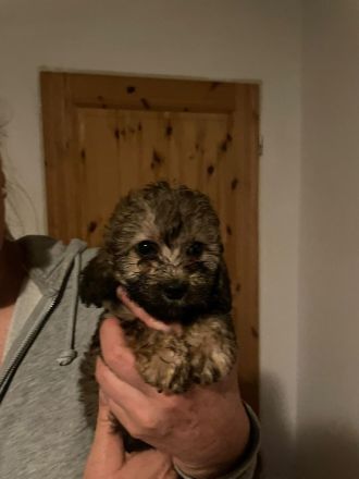Zwergpudel x Teckel Dackel Mix Welpen. Wie kleine Labradoodle