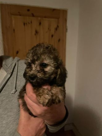 Zwergpudel x Teckel Dackel Mix Welpen. Wie kleine Labradoodle