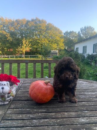Zwergpudel x Teckel Dackel Mix Welpen. Wie kleine Labradoodle