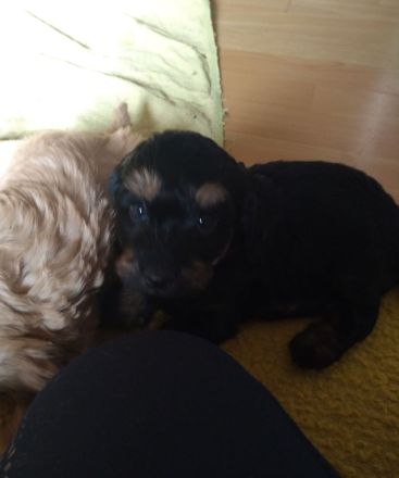 Zwergpudel x Teckel Dackel Mix Welpen. Wie kleine Labradoodle