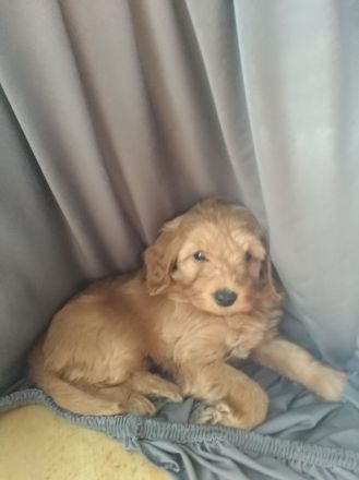 Zwergpudel x Teckel Dackel Mix Welpen. Wie kleine Labradoodle