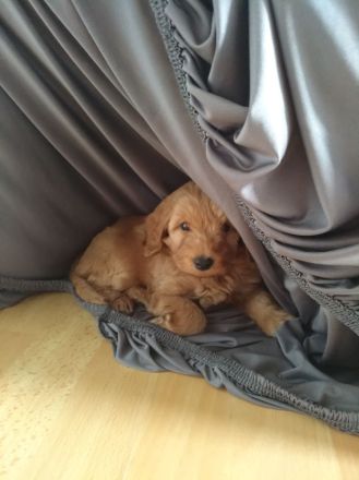 Zwergpudel x Teckel Dackel Mix Welpen. Wie kleine Labradoodle