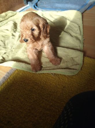 Zwergpudel x Teckel Dackel Mix Welpen. Wie kleine Labradoodle