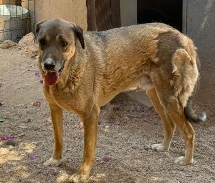 🐾  Paul wartet seit 2021 auf sein Wunder ❤️