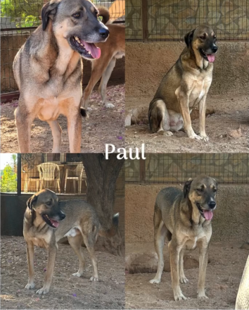 🐾  Paul wartet seit 2021 auf sein Wunder ❤️