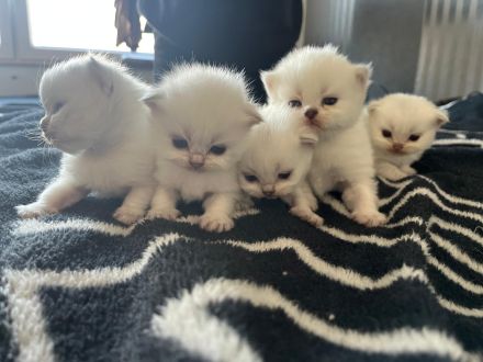 Reinrassige Britisch Langhaar Kitten