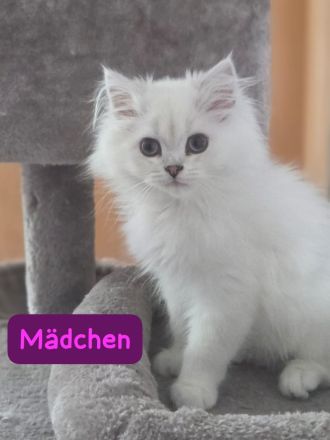 Reinrassige Britisch Langhaar Kitten