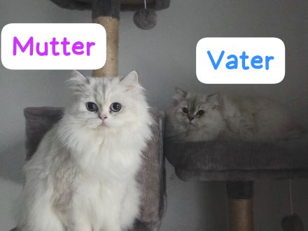 Reinrassige Britisch Langhaar Kitten