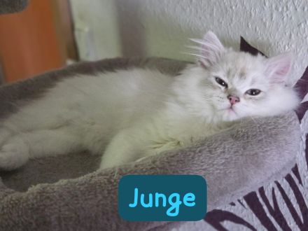 Reinrassige Britisch Langhaar Kitten