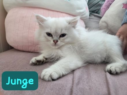Reinrassige Britisch Langhaar Kitten