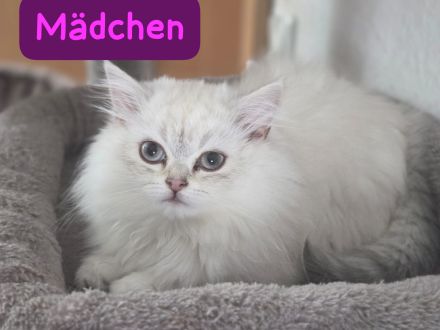 Reinrassige Britisch Langhaar Kitten