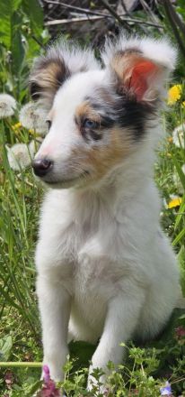 Blue Merle Sheltie-Männchen