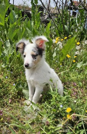 Blue Merle Sheltie-Männchen