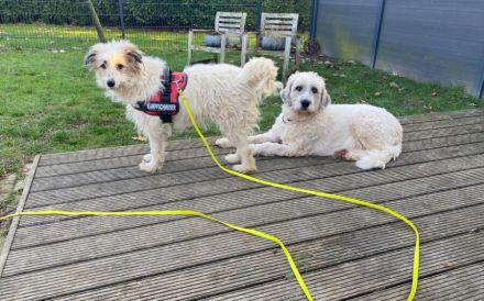 Marvi sucht ihr Für-Immer-Zuhause