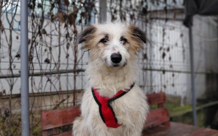 Marvi sucht ihr Für-Immer-Zuhause