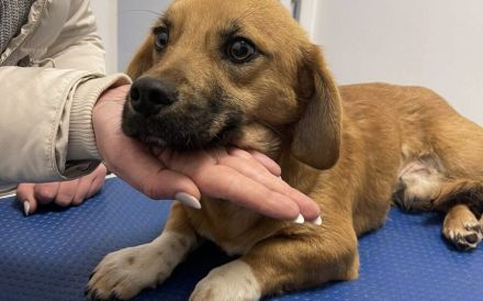 Sanfter Blick, weiches Herz - Sahin sucht einfühlsame Menschen