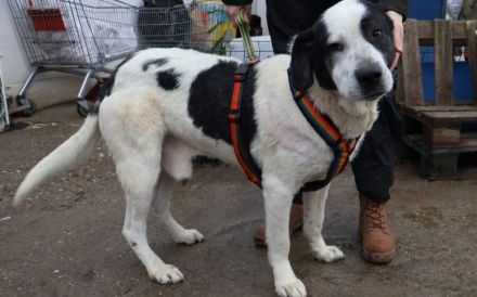 Mateo - ein stattlicher Rüde für aktive Menschen