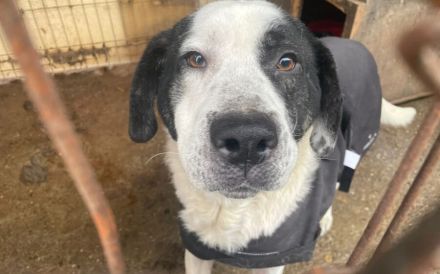 Mateo - ein stattlicher Rüde für aktive Menschen