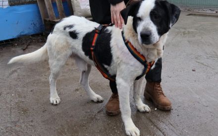 Mateo - ein stattlicher Rüde für aktive Menschen