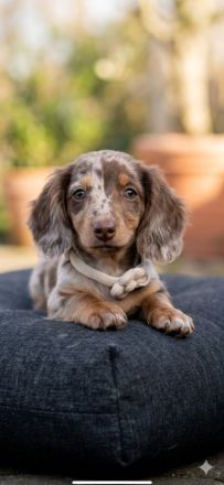 💎 Mini Zwerg-Langhaar Dackel Hündin – Braun Tiger – 15 Wochen – Traumhund 🐾