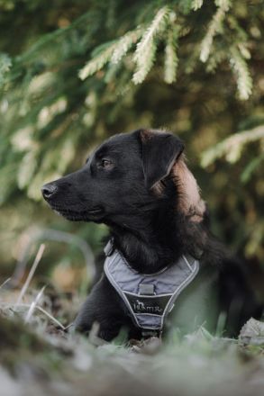 Sookie sucht ihr Für-immer Zuhause...