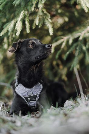 Sookie sucht ihr Für-immer Zuhause...