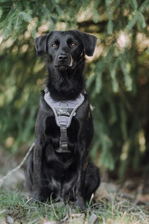 Sookie sucht ihr Für-immer Zuhause...