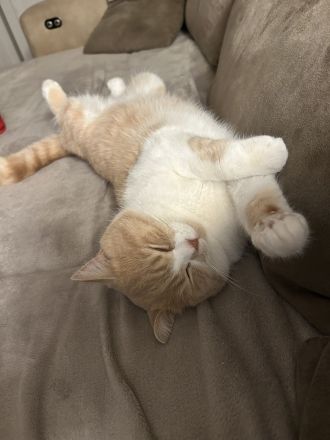 Britisch Kurzhaar Kater „Ricky“ sucht liebevolles Zuhause