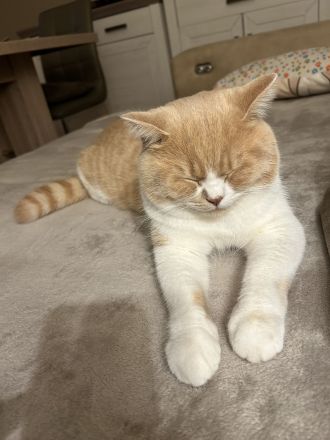 Britisch Kurzhaar Kater „Ricky“ sucht liebevolles Zuhause