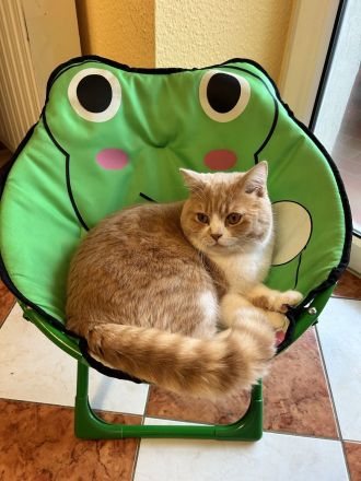 Britisch Kurzhaar Kater „Ricky“ sucht liebevolles Zuhause